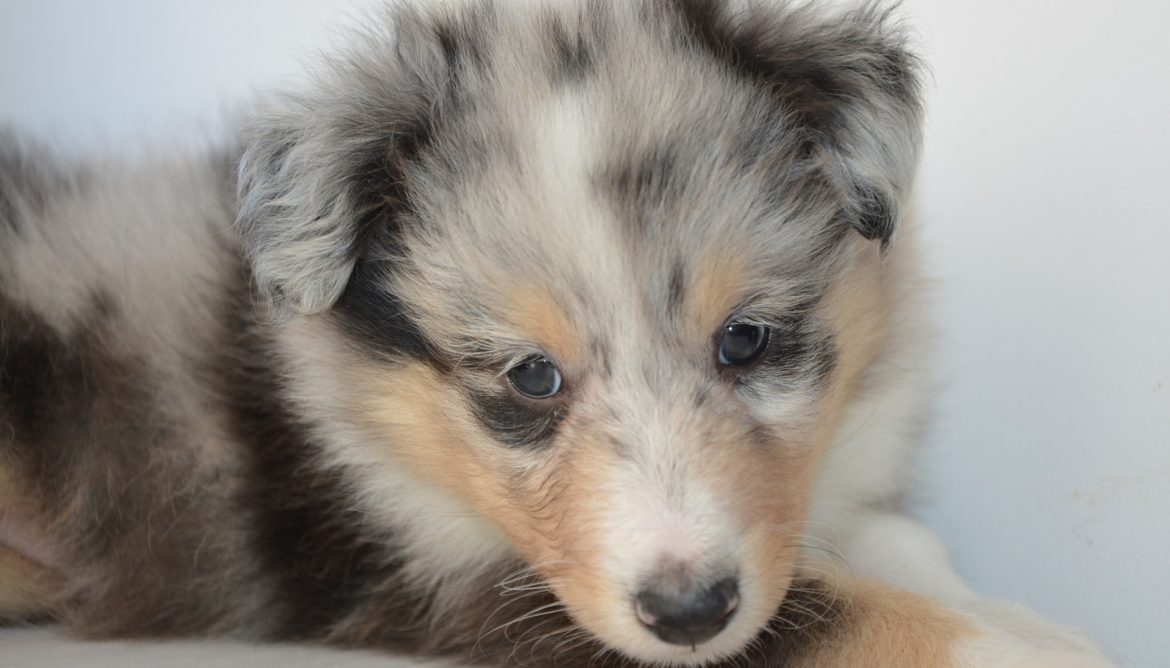 Minnesota Humane Lobby Day